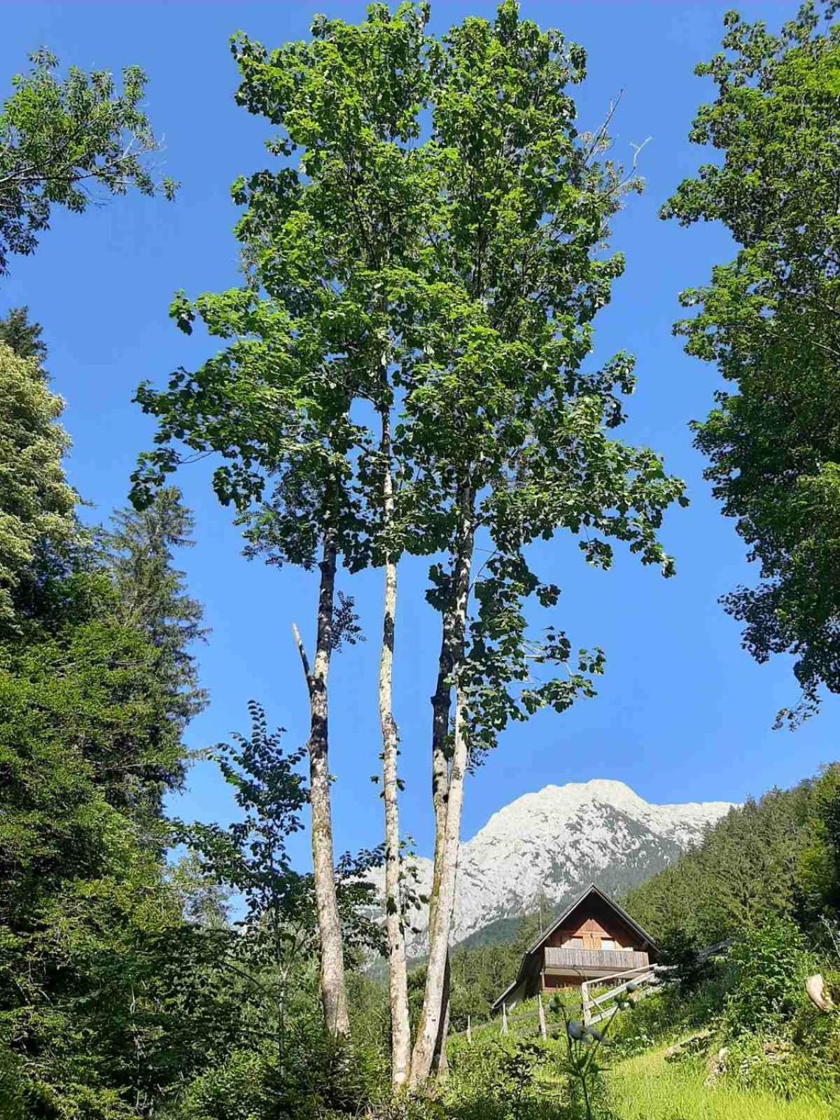 & Glamping Grintovec Luxuszelt Preddvor